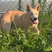 Shadow joined the competition — help win amazing prizes! dog, blue_eyes, golden_coat, grass, plants, garden, outdoor, sunlight, fence, car, pet, canine, happy, nature, tongue_out, ears_up, daytime, animal, smiling, greenery
