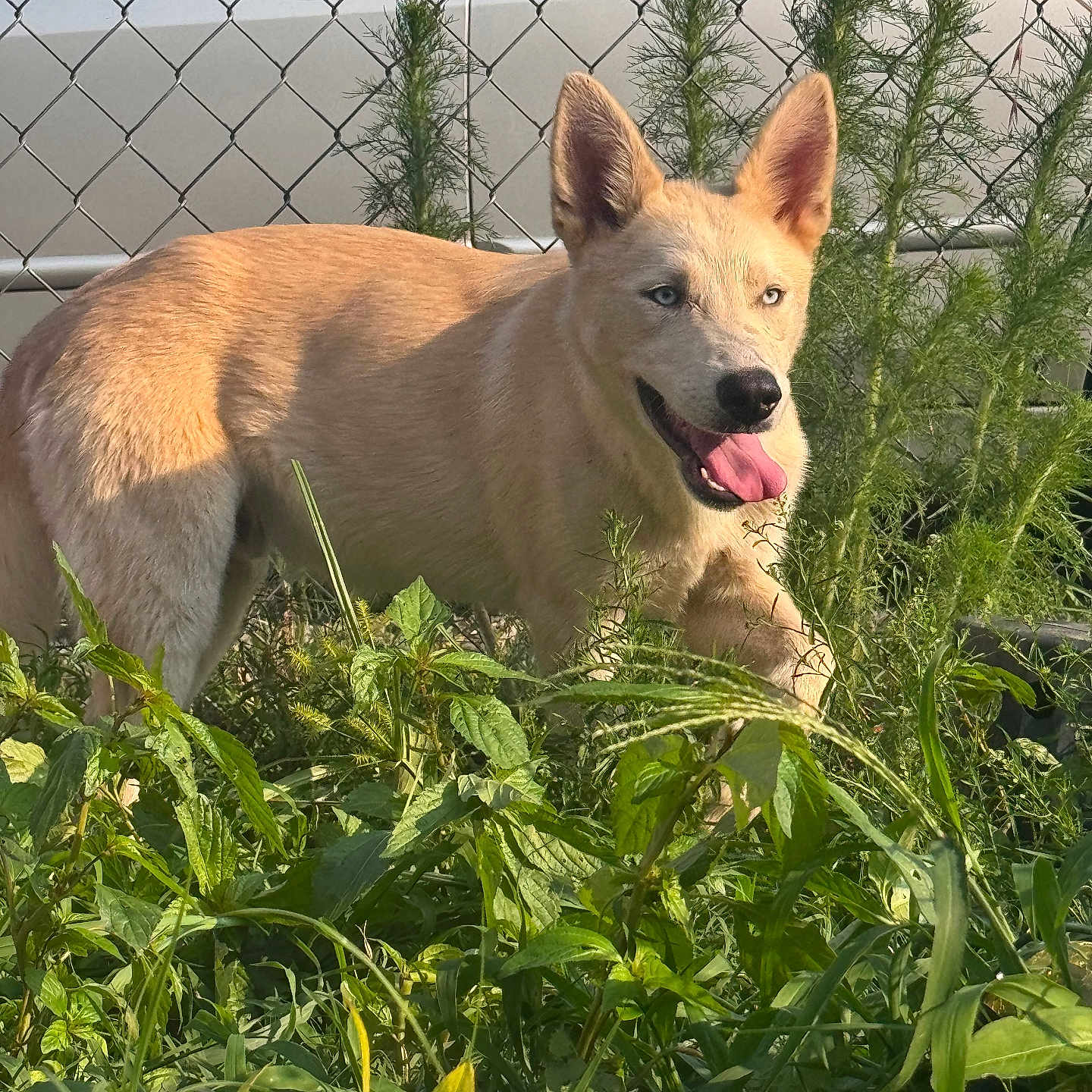 Shadow joined the competition — help win amazing prizes! animal, blue_eyes, canine, car, daytime, dog, ears_up, fence, garden, golden_coat, grass, greenery, happy, nature, outdoor, pet, plants, smiling, sunlight, tongue_out