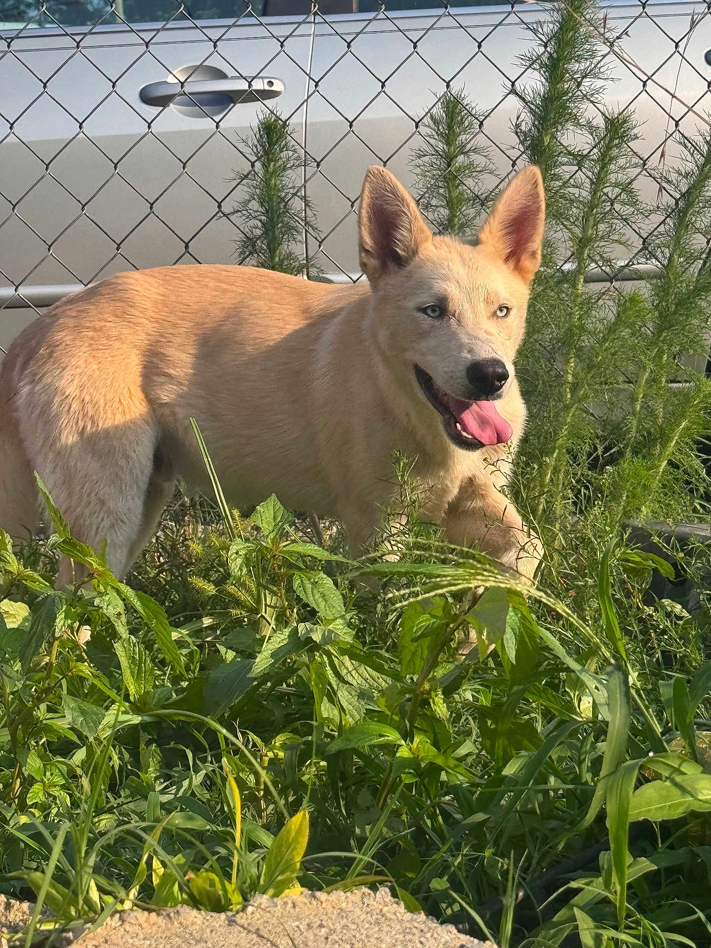 Shadow joined the competition — help win amazing prizes! dog, blue_eyes, golden_coat, grass, plants, garden, outdoor, sunlight, fence, car, pet, canine, happy, nature, tongue_out, ears_up, daytime, animal, smiling, greenery