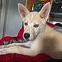 Shadow joined the competition — help win amazing prizes! puppy, dog, blue_eyes, light_fur, indoor, red_blanket, shelf, photo_frame, resting, pet, young_dog, canine, fur, ears, nose, lying_down, bedroom, furniture, cozy, portrait