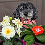animal, close_up, cute, decor, dog, face, flower_pot, fur, gray_dog, green_leaves, indoor, nature, orange_flower, pet, pink_bandana, plant, portrait, sitting, spring, white_flowers