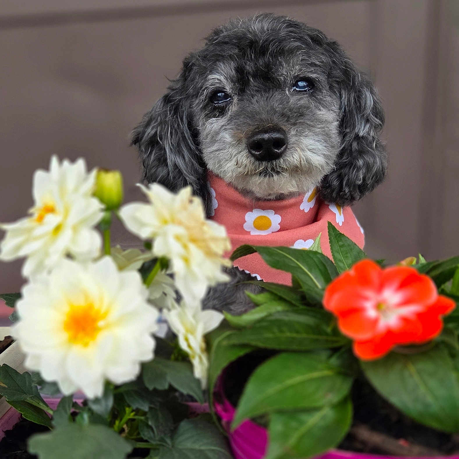 Baby joined the competition — help win amazing prizes! animal, close_up, cute, decor, dog, face, flower_pot, fur, gray_dog, green_leaves, indoor, nature, orange_flower, pet, pink_bandana, plant, portrait, sitting, spring, white_flowers