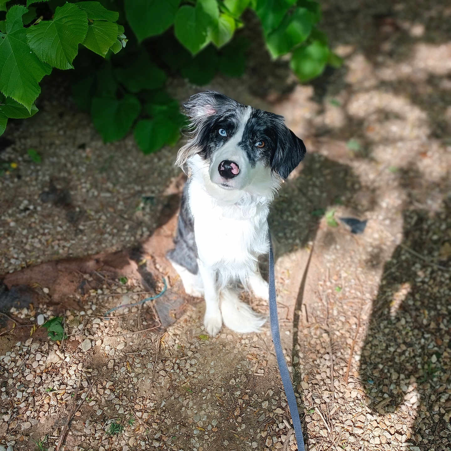 Bella a rejoint le concours — aidez-le/la à gagner de superbes lots ! accessories, animal, canine, dog, herbal, herbs, hound, leaf, leash, path, pet, plant, puppy, road, slate, soil, strap, terrier, vegetation, walkway