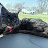 cat, kitten, black_cat, pet, feline, collar, dashboard, car_interior, window, outdoor, grass, trees, vehicle, sunny, relaxed, animal, young_cat, fur, whiskers, domestic_animal