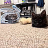 kitten, cat, pet, indoor, carpet, toy, furniture, living_room, fluffy, playful, cute, animal, domestic_animal, resting, blue, brown, black_cat, gray_cat, cozy, young
