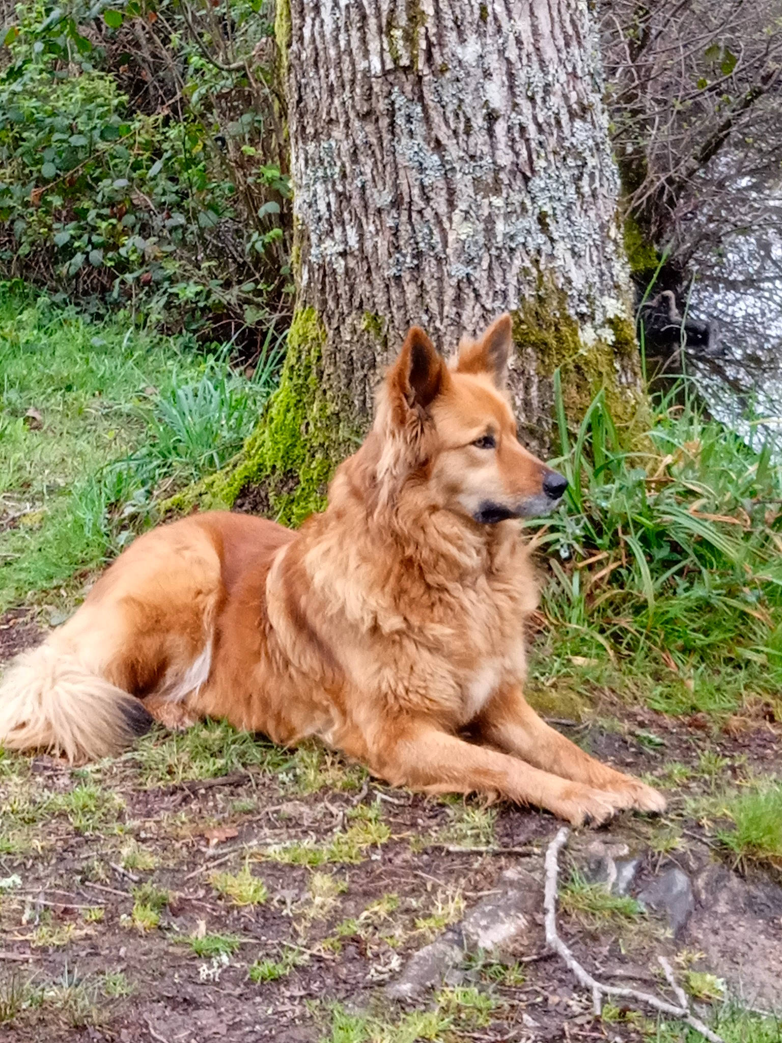 Naïa participe au concours pour gagner de l'argent avec cette photo : canidae, canis, carnivore, coyote, dog, dog_breed, fawn, grass, liver, plant, sporting_group, tail, terrestrial_animal, tree, trunk, wildlife, wolf, wood, working_dog