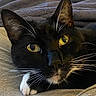 cat, tuxedo_cat, close_up, yellow_eyes, whiskers, resting, gray_blanket, soft_texture, pet, animal, feline, indoor, cozy, relaxed, black_fur, white_paw, portrait, cute, domestic_cat, sleepy