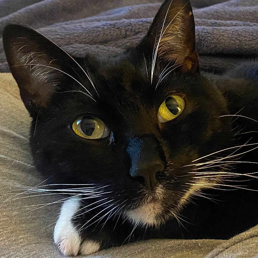 Rufus