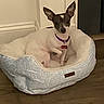 dog, pet_bed, small_dog, indoor, wooden_floor, purple_collar, red_tag, animal, cozy, resting, ears, looking, quiet, home, comfort, furniture, light_blue, patterned, floor, domestic