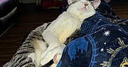 Buddy joined the competition — help win amazing prizes! blanket, cat, christmas, cozy, holiday_decor, indoor, living_room, nighttime, paws, pet, relaxed, sleeping_cat, sofa, star_pattern, striped_tail, tabby, television, whiskers, white_fur, wood_floor