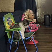 Buddy joined the competition — help win amazing prizes! cat, folding_chair, doll, toy, living_room, couch, hardwood_floor, pillow, curtain, pet, sleepy, indoor, child_chair, pink, green, air_purifier, electrical_outlet, metal_frame, seat, playful_scene