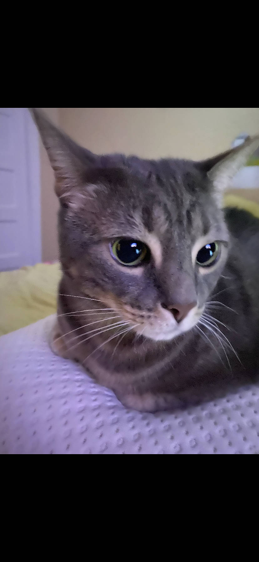 Daisy joined the competition — help win amazing prizes! aegean_cat, american_wirehair, asian, australian_mist, carnivore, cat, domestic_short_haired_cat, dragon_li, european_shorthair, eye, felidae, german_rex, kitten, mammal, oriental_shorthair, small_to_medium_sized_cats, snout, tabby_cat, vertebrate, whiskers