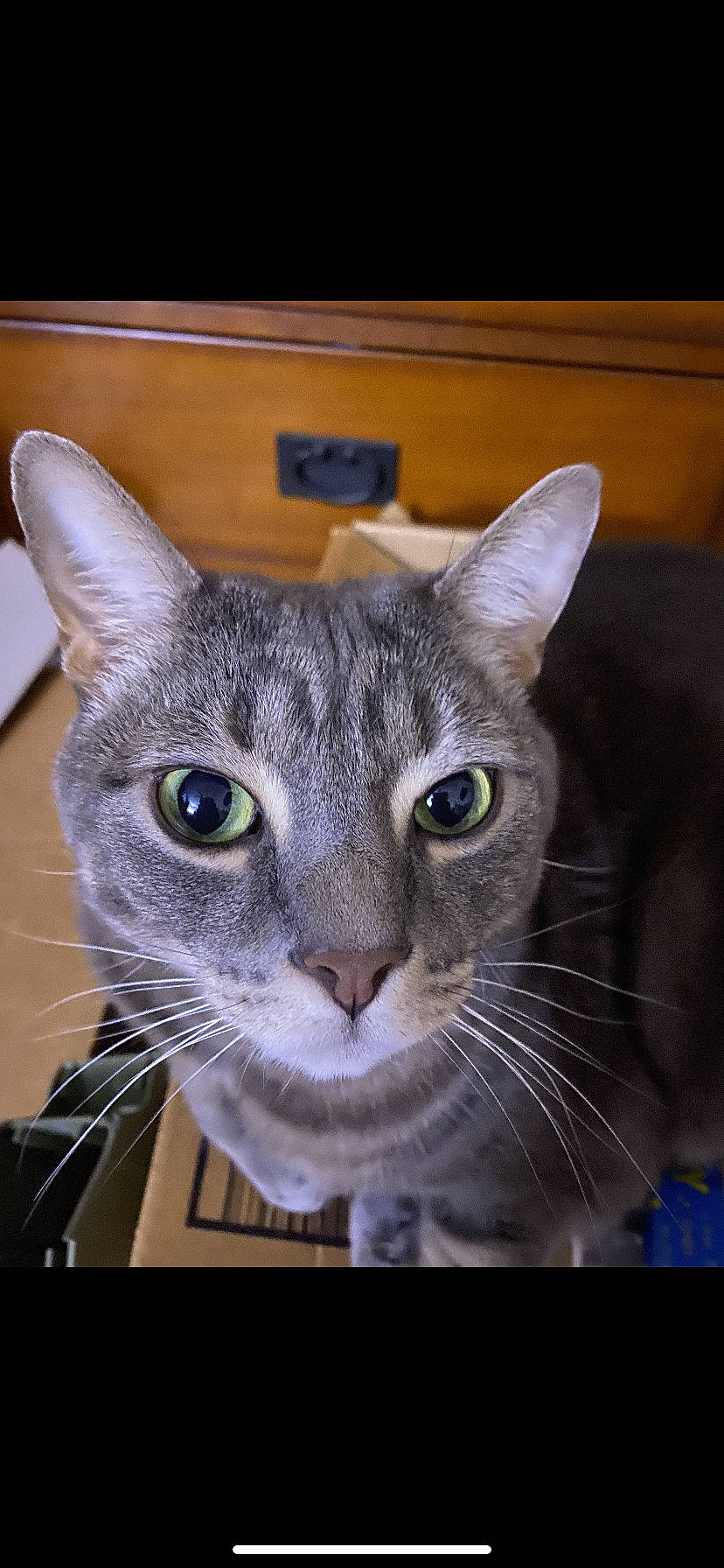 Daisy is registered to the contest to win money with this photo: american_shorthair, asian, australian_mist, burmese, carnivore, cat, domestic_short_haired_cat, european_shorthair, felidae, korat, mammal, oriental_shorthair, small_to_medium_sized_cats, snout, tabby_cat, vertebrate, whiskers
