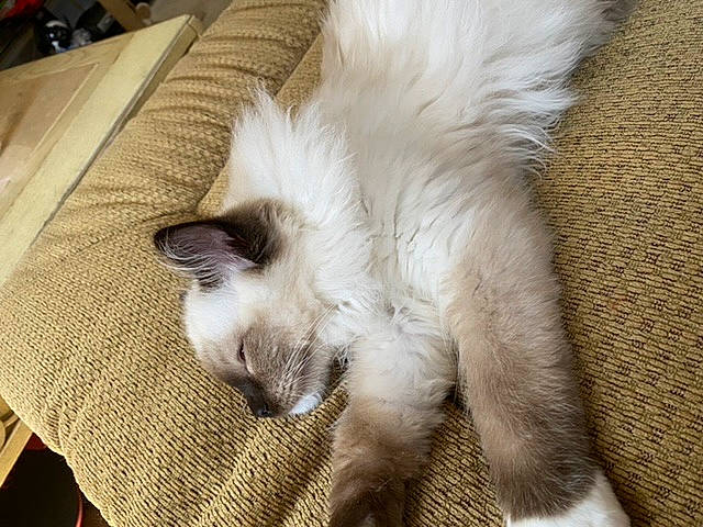 Jensen joined the competition — help win amazing prizes! balinese, birman, carnivore, cat, colorpoint_shorthair, domestic_long_haired_cat, felidae, fur, himalayan, javanese, kitten, mammal, ragdoll, small_to_medium_sized_cats, tail, thai, tonkinese, turkish_angora, vertebrate, whiskers