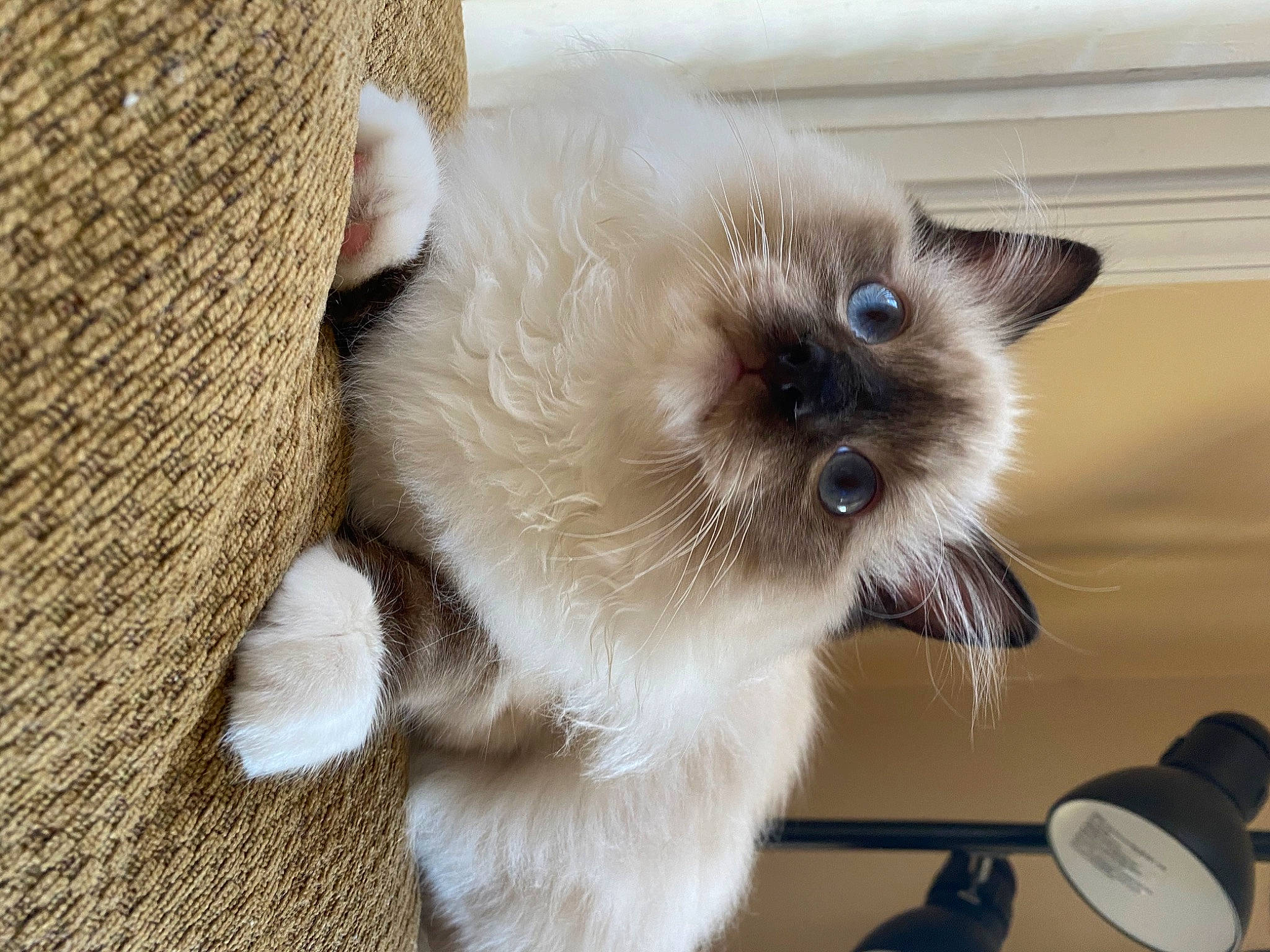 Jensen joined the competition — help win amazing prizes! balinese, birman, carnivore, cat, ear, eye, fawn, felidae, himalayan, kitten, mammal, ragdoll, siamese, small_to_medium_sized_cats, snout, snowshoe, thai, tonkinese, vertebrate, whiskers