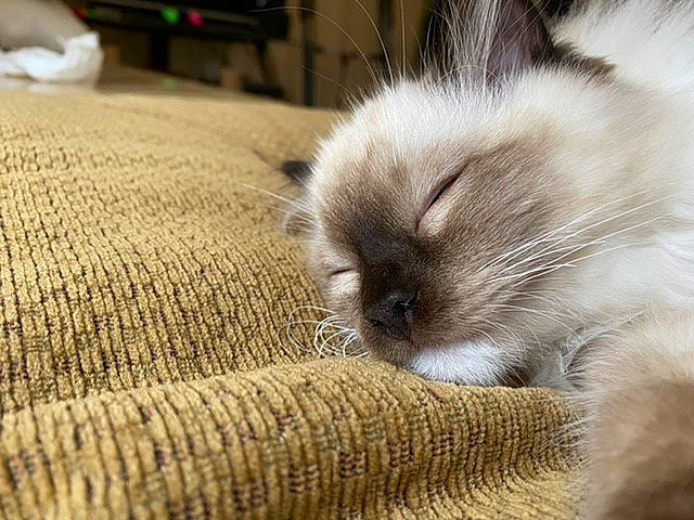 Jensen joined the competition — help win amazing prizes! balinese, birman, british_semi_longhair, carnivore, cat, domestic_long_haired_cat, fawn, felidae, fur, himalayan, kitten, mammal, nap, ragdoll, small_to_medium_sized_cats, thai, whiskers