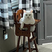 Babygirl joined the competition — help win amazing prizes! cat, white_cat, wooden_chair, high_chair, indoor, curtains, checkered_curtains, window, kitchen, floor, cabinet, furniture, pet, animal, relaxed, resting, domestic, cozy, light, shadow