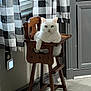 cat, white_cat, wooden_chair, high_chair, indoor, curtains, checkered_curtains, window, kitchen, floor, cabinet, furniture, pet, animal, relaxed, resting, domestic, cozy, light, shadow