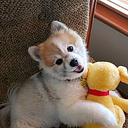 Jackson is registered to the contest to win money with this photo: animal, brown_chair, collar, cozy, cute, dog, fluffy, fur, happy, indoor, pet, playful, puppy, sitting, smiling, stuffed_toy, sunlight, toy, window, yellow