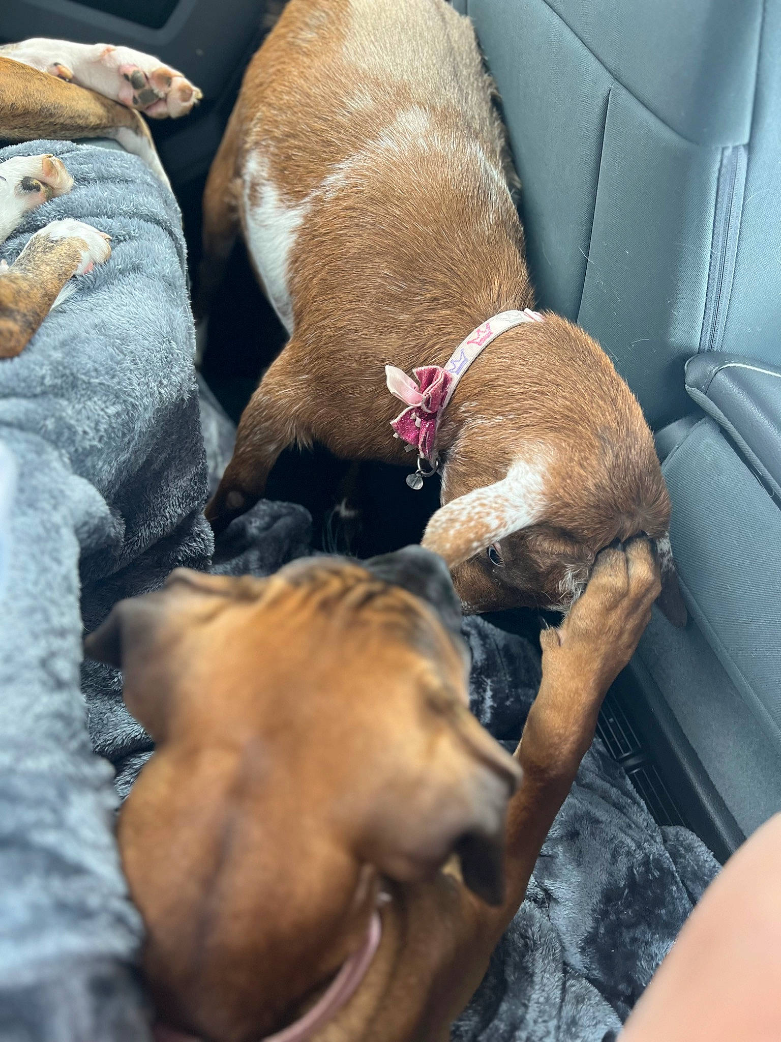 Athena Rose joined the competition — help win amazing prizes! canidae, carnivore, comfort, companion_dog, dog, dog_breed, dog_supply, fawn, fur, guard_dog, linens, liver, nap, non_sporting_group, pet_supply, sleep, snout, sporting_group, toy_dog, working_animal