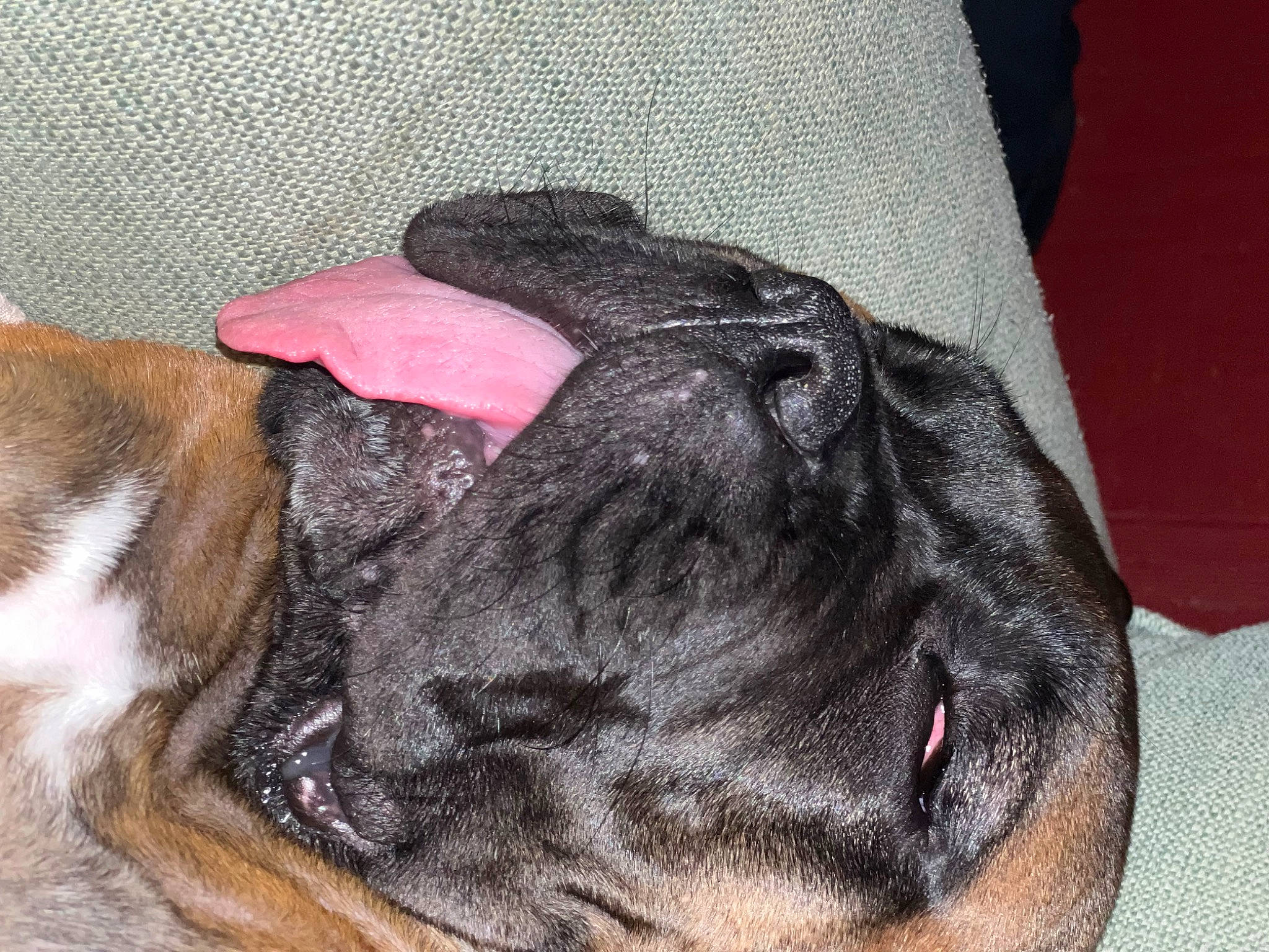 Athena Rose is registered to the contest to win money with this photo: bulldog, canidae, carnivore, claw, comfort, companion_dog, dog, dog_breed, ear, fawn, fur, liver, paw, pug, snout, sporting_group, terrestrial_animal, whiskers, working_animal, wrinkle