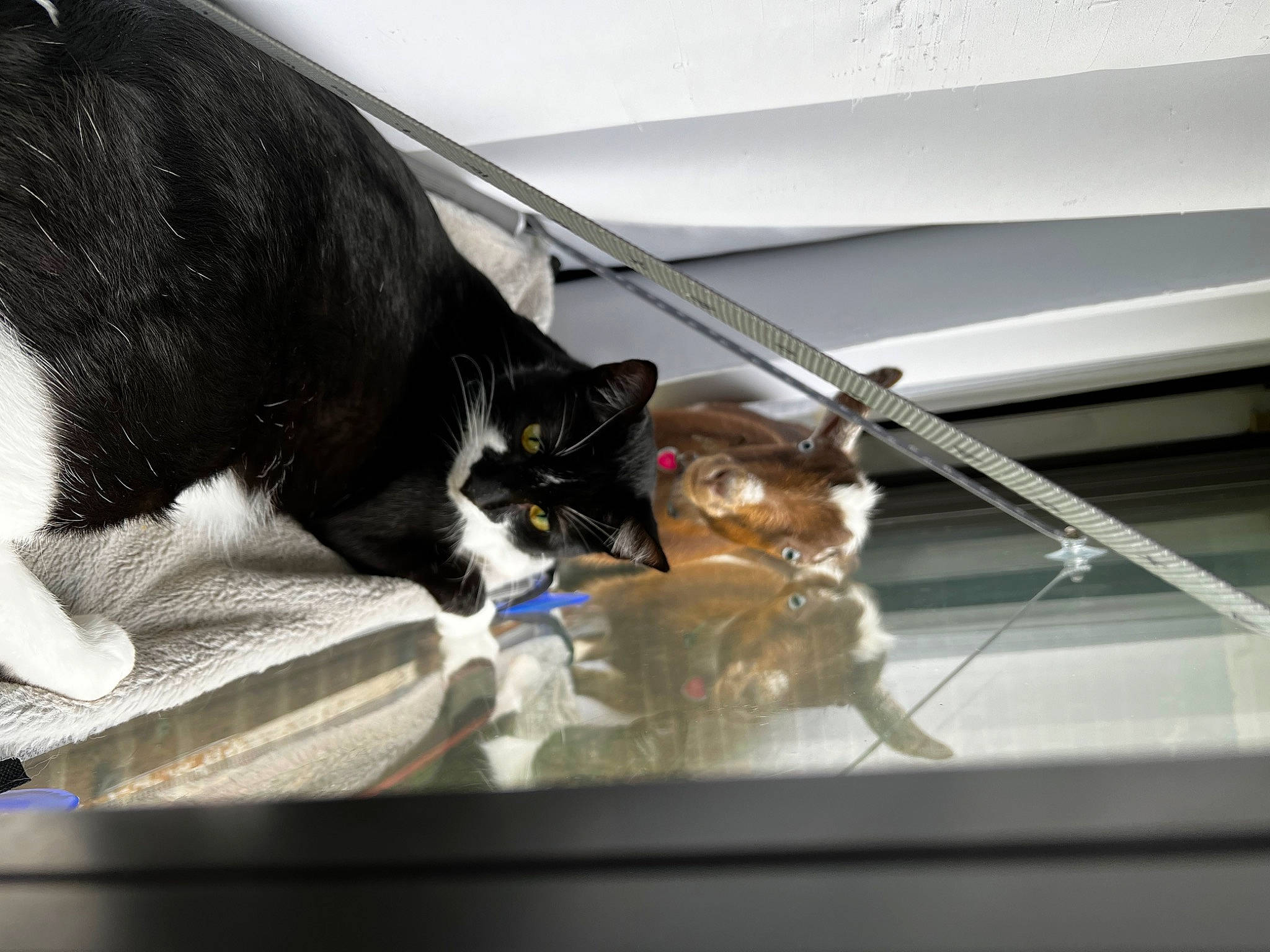 Grace Dega joined the competition — help win amazing prizes! auto_part, automotive_exterior, automotive_lighting, automotive_window_part, carnivore, cat, comfort, felidae, fur, glass, hood, motor_vehicle, rim, small_to_medium_sized_cats, tail, whiskers, window, windshield