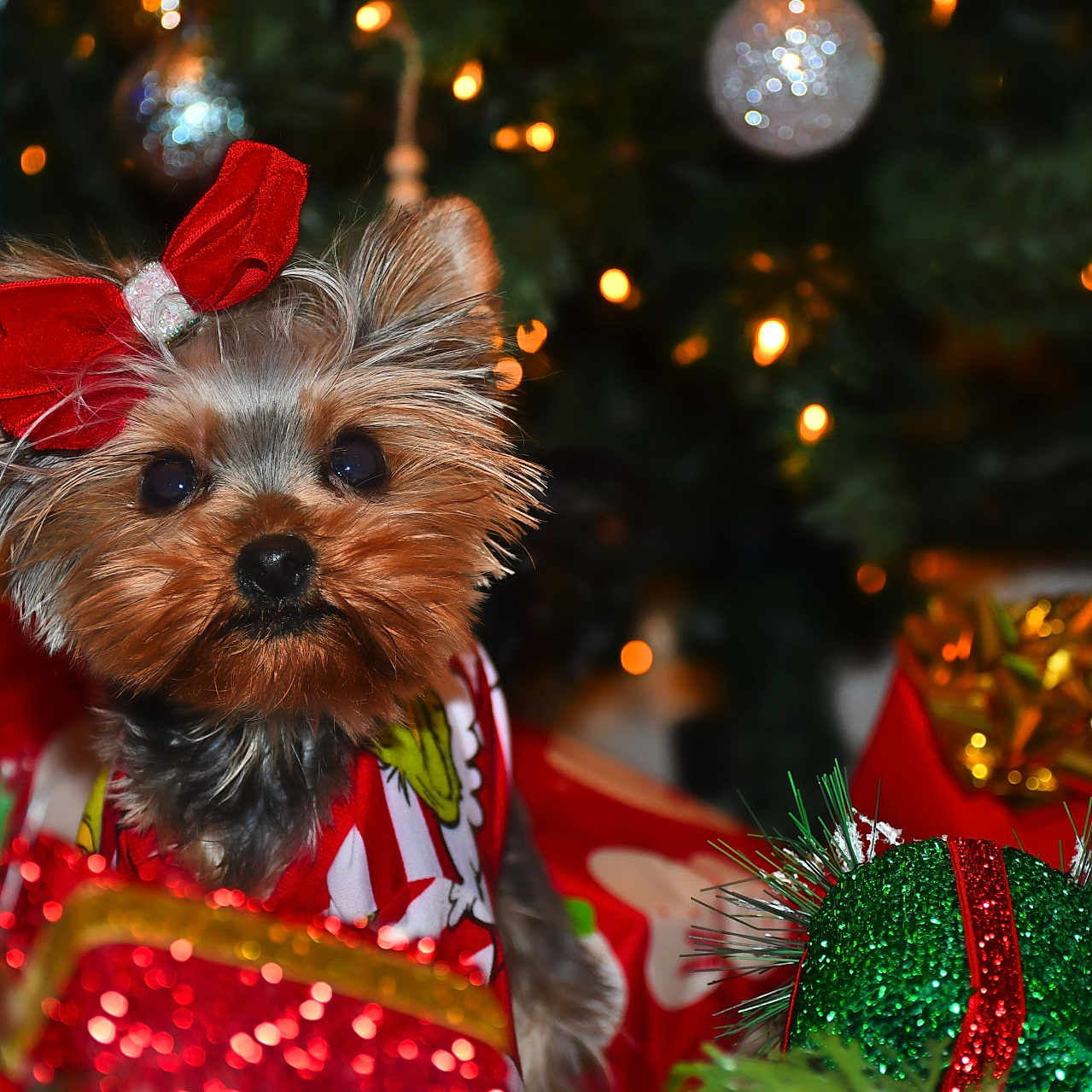 Kaisa joined the competition — help win amazing prizes! accessories, affenpinscher, airedale, animal, canine, child, dog, elf, female, flower, flowerarrangement, girl, ornament, person, pet, plant, puppy, sphere, terrier, tree