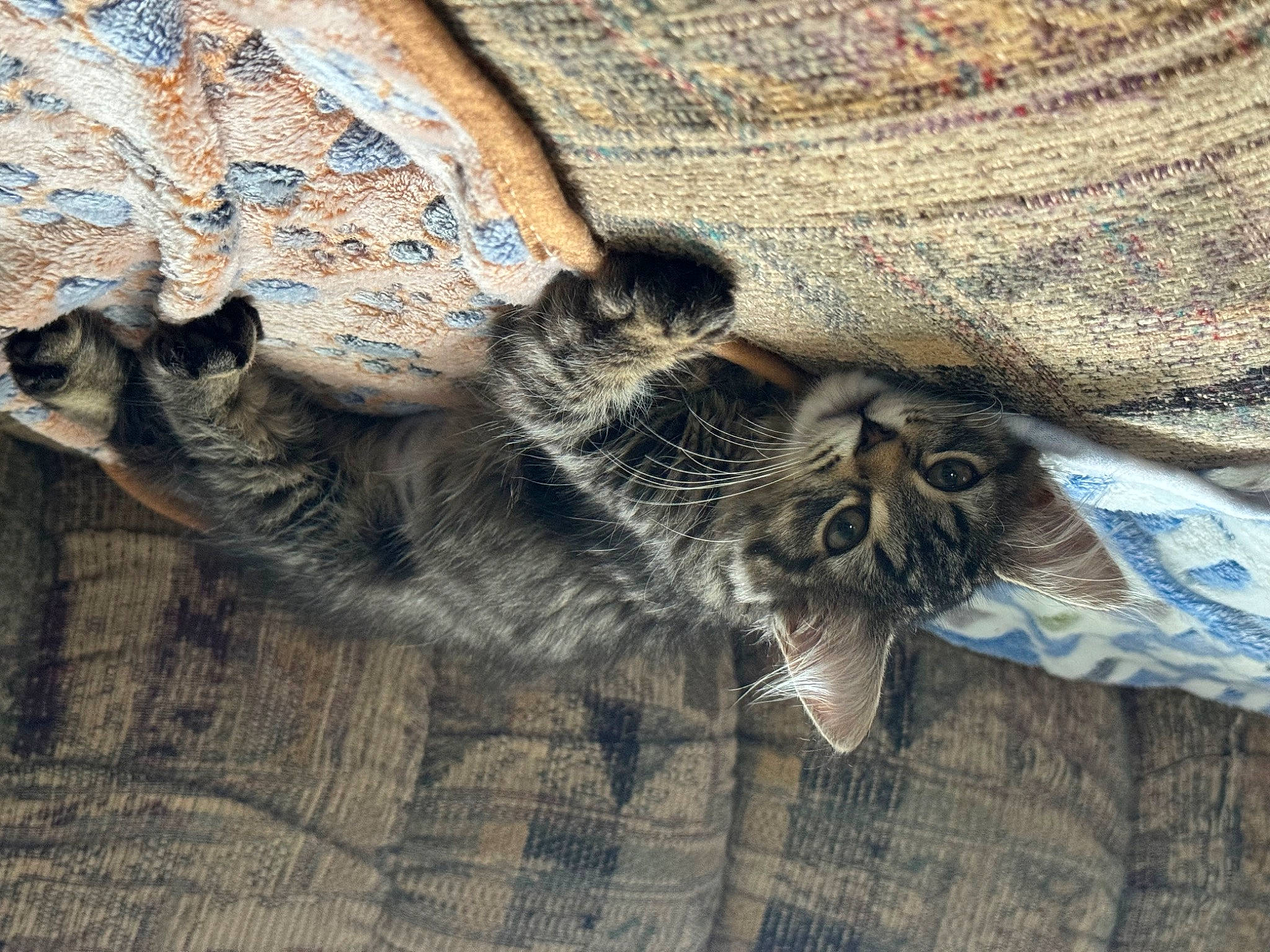 Olive is registered to the contest to win money with this photo: carnivore, cat, claw, comfort, denim, domestic_short_haired_cat, felidae, fur, grey, nap, pattern, paw, sleeve, small_to_medium_sized_cats, tail, terrestrial_animal, vertebrate, whiskers, wood, woven_fabric