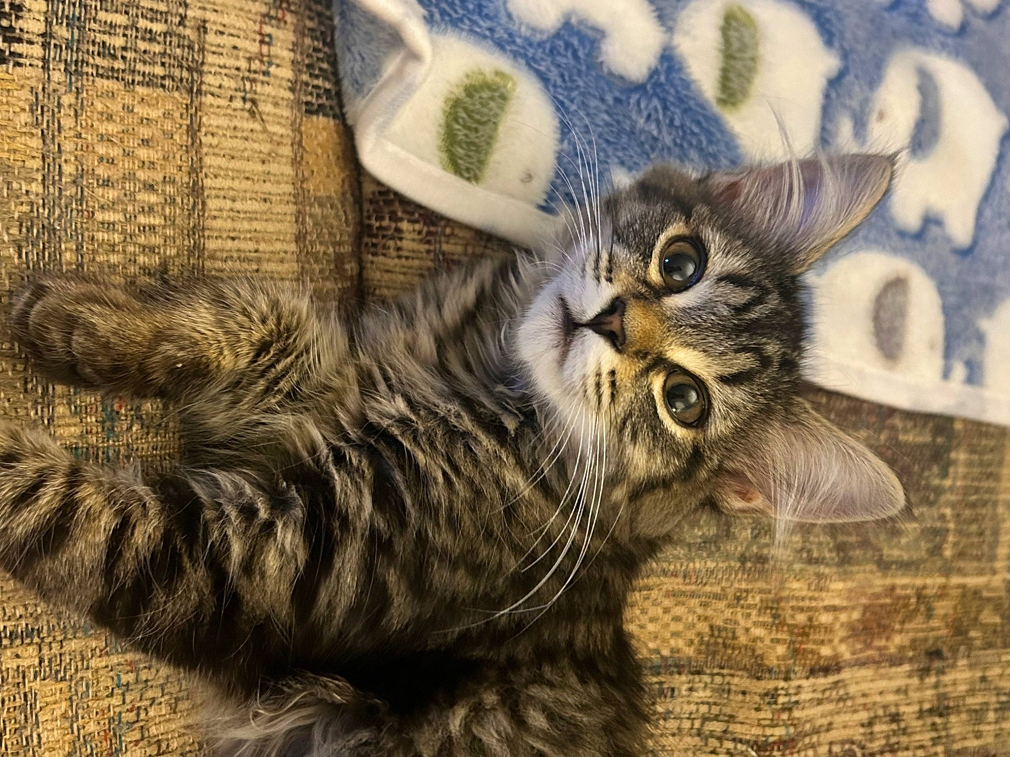 Olive is registered to the contest to win money with this photo: bird, bird_of_prey, carnivore, cat, claw, domestic_short_haired_cat, feather, felidae, fur, grey, owl, pattern, paw, small_to_medium_sized_cats, snout, tail, terrestrial_animal, textile, whiskers, wood