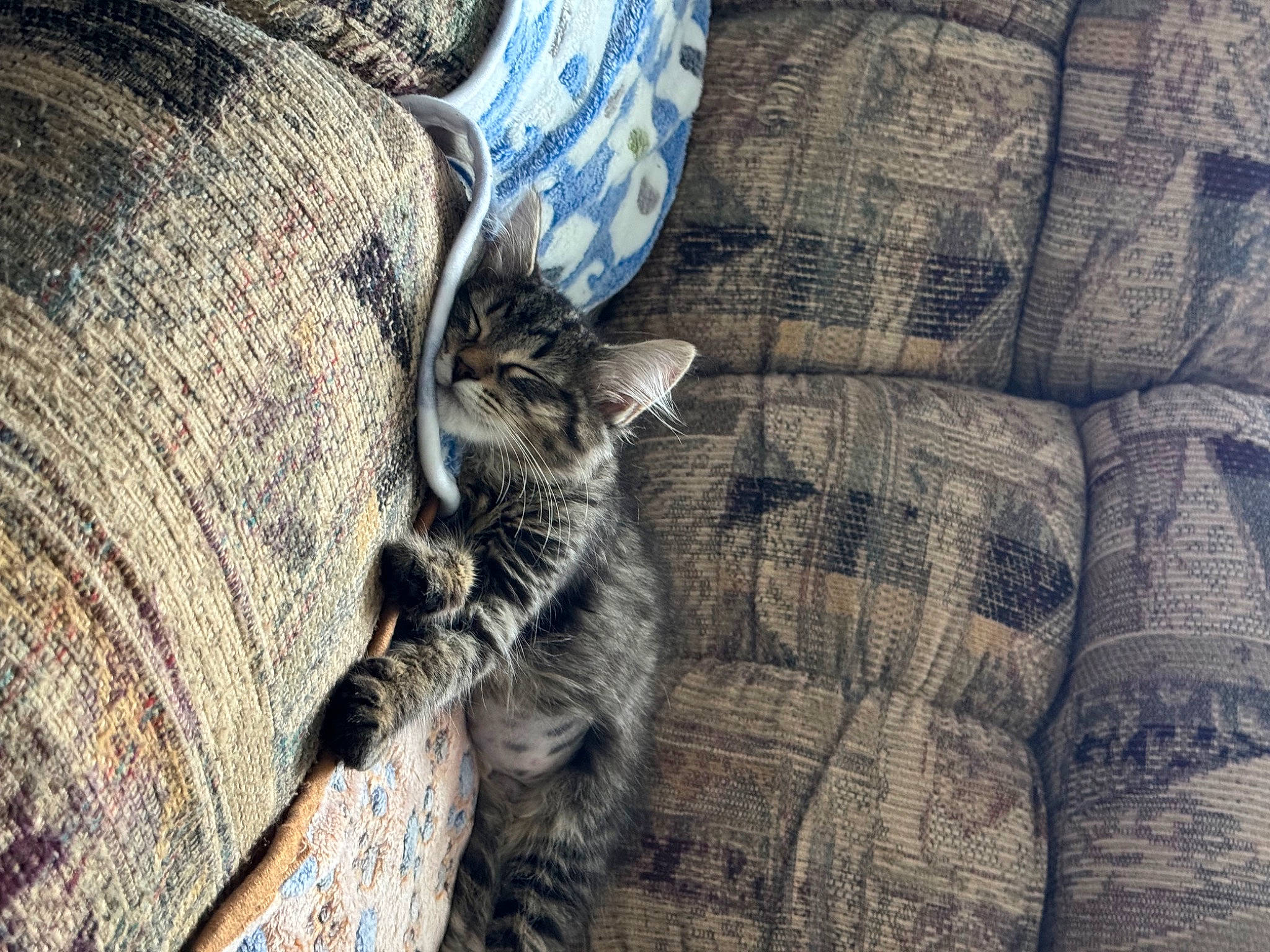 Olive is registered to the contest to win money with this photo: carnivore, cat, comfort, domestic_short_haired_cat, felidae, flooring, fur, grass, grey, human_leg, mammal, pattern, small_to_medium_sized_cats, tail, textile, tree, trunk, vertebrate, whiskers, wood