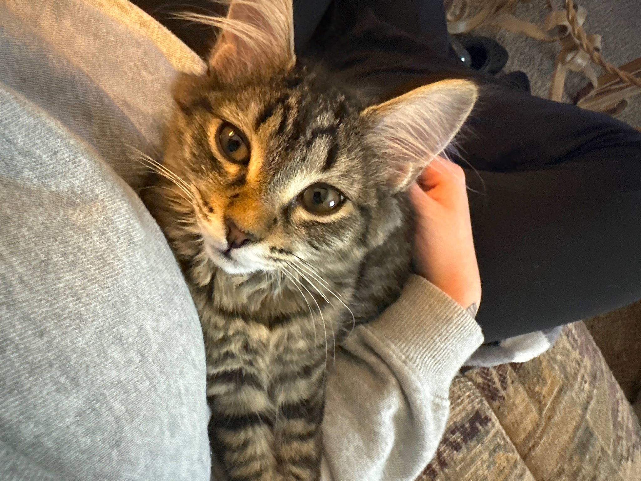 Olive is registered to the contest to win money with this photo: carnivore, cat, claw, comfort, domestic_short_haired_cat, ear, eye, felidae, fur, gesture, paw, sitting, small_to_medium_sized_cats, terrestrial_animal, whiskers, wildlife