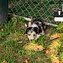 Jack is registered to the contest to win money with this photo: puppy, dog, grass, fence, autumn_leaves, outdoor, pet, nature, animal, garden, sunlight, black_and_white, young_dog, curious, lying_down, small_dog, cute, fluffy, playful, daytime
