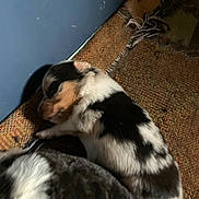 Jack is registered to the contest to win money with this photo: puppy, dog, sleeping, indoor, blue_wall, rug, brown, white, black, fur, resting, cozy, pet, animal, two_dogs, close_up, young, cute, floor, texture