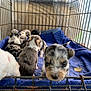 Jack is registered to the contest to win money with this photo: puppies, cage, blue_blanket, curious, young_animals, fur, indoors, animal_group, cute, pet, small, sleepy, resting, playful, fluffy, domestic_animal, canine, baby_animal, closeup, enclosure
