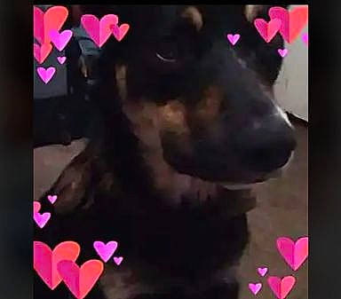 Mack is registered to the contest to win money with this photo: art, black, carmine, carnivore, companion_dog, dog, dog_breed, event, font, fur, magenta, organism, pattern, petal, photo_caption, pink, rectangle, square, violet, visual_arts