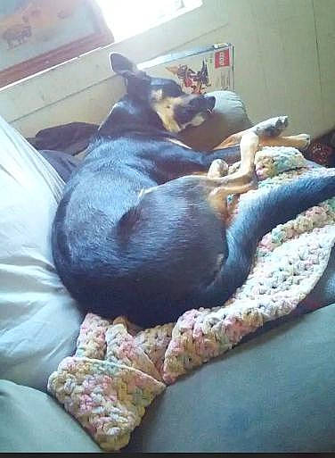 Mack is registered to the contest to win money with this photo: bed, bedding, blanket, canidae, carnivore, comfort, companion_dog, couch, dog, dog_breed, fur, guard_dog, linens, nap, room, sporting_group, working_animal