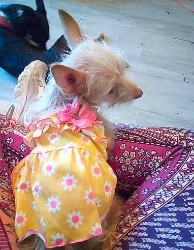 Mack is registered to the contest to win money with this photo: ananas, carnivore, comfort, companion_dog, dog, dog_breed, dog_clothes, dog_supply, event, felidae, fur, linens, pattern, plant, small_terrier, sporting_group, toy, toy_dog, whiskers, yorkshire_terrier