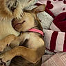 Sativah joined the competition — help win amazing prizes! dogs, puppies, sleeping, cuddling, nap, pet, animal, canine, small_dogs, blanket, bed, indoors, cozy, relaxed, pink_collar, fluffy, short-haired, resting, cute, portrait