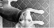 Sativah is registered to the contest to win money with this photo: dog, puppy, pet, animal, lying_down, upside_down, looking_at_camera, paws, fur, black_and_white, monochrome, textured_mat, indoor, portrait, close_up, curious, playful, viral_post, social_media, eye_icon
