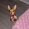 Sativah joined the competition — help win amazing prizes! dog, chihuahua, small_dog, puppy, pet, animal, sitting, upright, collar, dog_tag, pink_blanket, bed, bedroom, indoor, wood_floor, large_ears, flash_photography, red_eye, cute, portrait