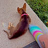 dog, puppy, small_dog, brown_dog, chihuahua, lying_down, outdoor, sidewalk, concrete, grass, pink_collar, collar, striped_sock, human_leg, tattoo, doormat, sunlight, back_view, pet, casual_photo
