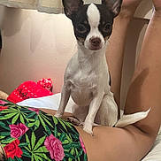 Betty Boo joined the competition — help win amazing prizes! animal, bed, black_and_white, blanket, cozy, curtain, cute, dog, floral_pattern, fur, indoor, leg, person, pet, posing, relaxation, resting, shorts, small_dog, tail