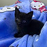 kitten, cat, black_cat, pet, animal, feline, sitting, blue_blanket, hello_kitty, plush, indoors, cozy, cute, fur, ears, eyes, portrait, bed, soft, home