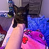 kitten, cat, black_cat, animal, pet, wide_eyes, portrait, being_held, hand, arm, blanket, colorful_blanket, bed, bedroom, dresser, vacuum_cleaner, indoor, home, close_up, cute