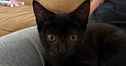 Asher is registered to the contest to win money with this photo: black_cat, kitten, cat, pet, animal, golden_eyes, pointed_ears, fur, whiskers, sitting, lounging, indoor, couch, sofa, human, lap, gray_clothing, home, portrait, close_up