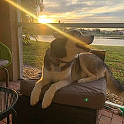 Kota joined the competition — help win amazing prizes! dog, shepherd_mix, pet, animal, sitting, lounging, outdoor, patio, chair, sunset, sunlight, sunbeam, waterfront, lake, grass, palm_tree, landscape, portrait, collar, relaxed