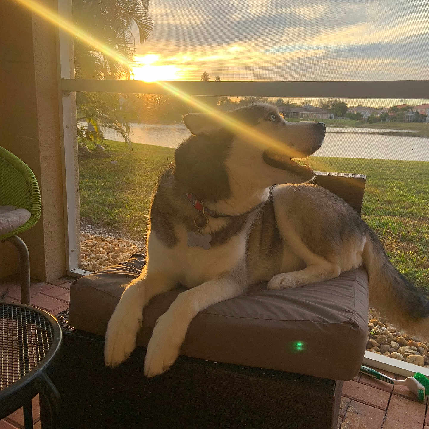 Kota joined the competition — help win amazing prizes! dog, shepherd_mix, pet, animal, sitting, lounging, outdoor, patio, chair, sunset, sunlight, sunbeam, waterfront, lake, grass, palm_tree, landscape, portrait, collar, relaxed
