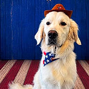 Cooper joined the competition — help win amazing prizes! animal, blue_background, brown_hat, centered_composition, cowboy_hat, cream_fur, dog, fluffy, formal_pose, golden_retriever, indoors, neckerchief, patriotic, pet, photography, portrait, sitting, stars, striped_floor, wooden_backdrop