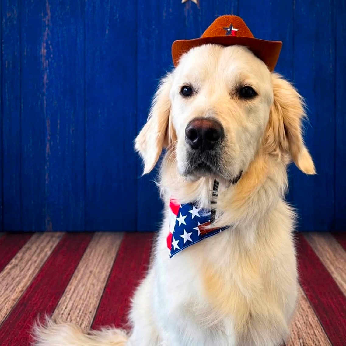 Cooper joined the competition — help win amazing prizes! animal, blue_background, brown_hat, centered_composition, cowboy_hat, cream_fur, dog, fluffy, formal_pose, golden_retriever, indoors, neckerchief, patriotic, pet, photography, portrait, sitting, stars, striped_floor, wooden_backdrop
