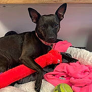 Lucylou is registered to the contest to win money with this photo: animal, bed, black_dog, blanket, collar, cute, dog, domestic_animal, ears, fur, furry_blanket, indoor, paw, pet, pink_blanket, plush_toy, red_toy, resting, tennis_ball, toy